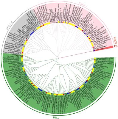 Genome-wide identification, characterization, and evolutionary analysis of the barley TALE gene family and its expression profiles in response to exogenous hormones
